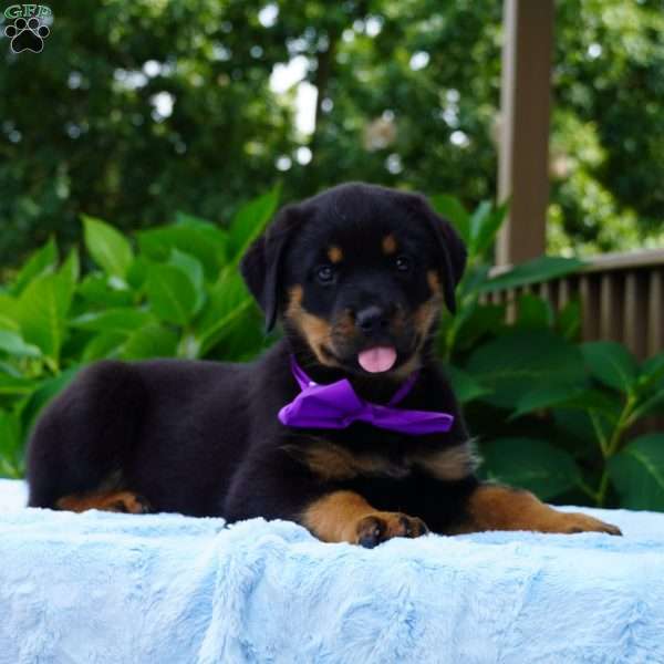NOVA, Rottweiler Puppy