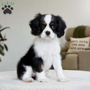 Chester, Cavalier King Charles Spaniel Puppy