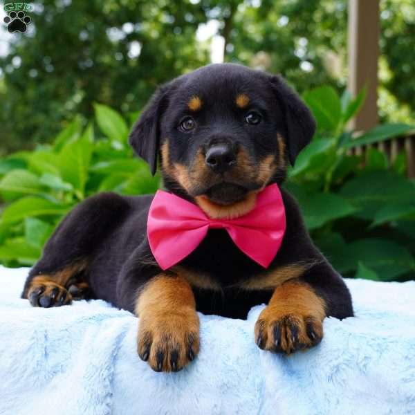 SUZIE, Rottweiler Puppy