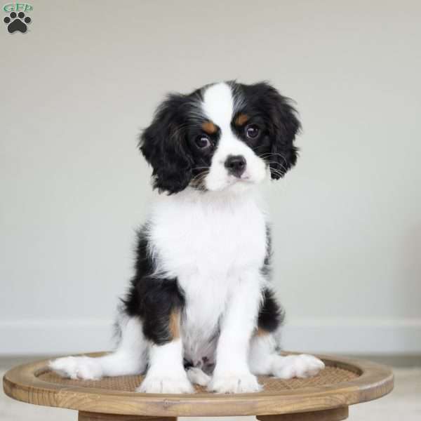 Chester, Cavalier King Charles Spaniel Puppy