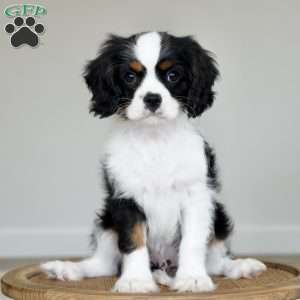 Chester, Cavalier King Charles Spaniel Puppy