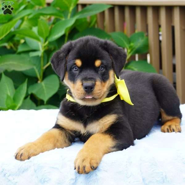 RAMBO, Rottweiler Puppy