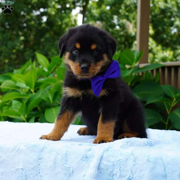 VINNIE, Rottweiler Puppy