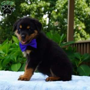 VINNIE, Rottweiler Puppy