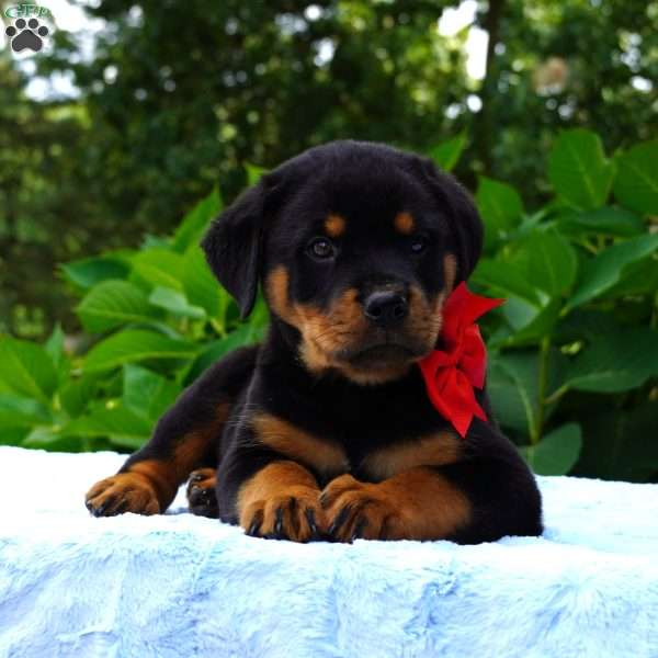OLLIE, Rottweiler Puppy