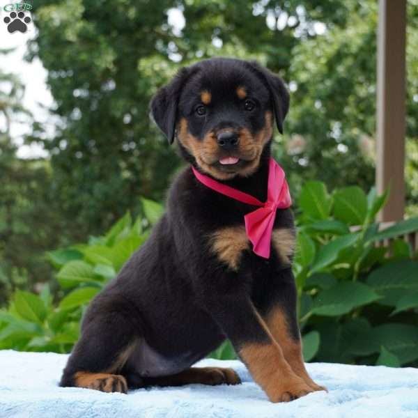 ABBIE, Rottweiler Puppy