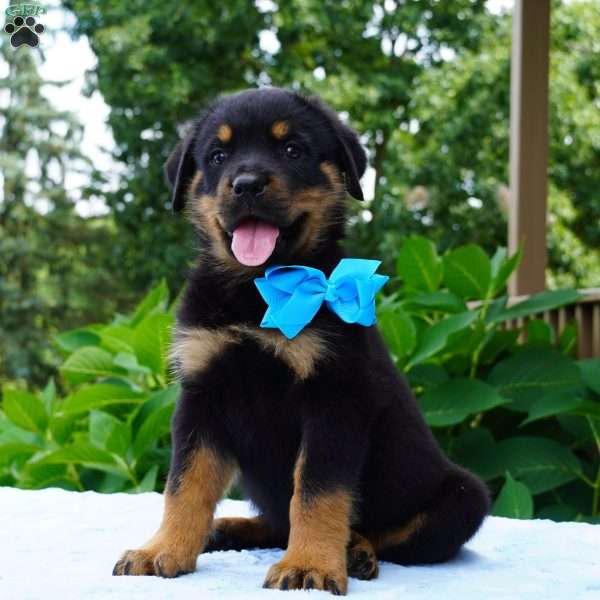 KNIGHT, Rottweiler Puppy