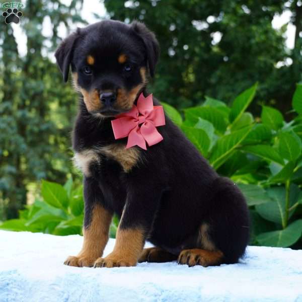 LUNA, Rottweiler Puppy