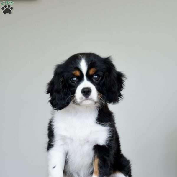 Molly, Cavalier King Charles Spaniel Puppy