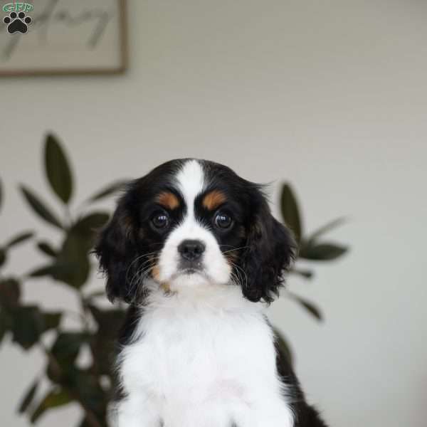 George, Cavalier King Charles Spaniel Puppy