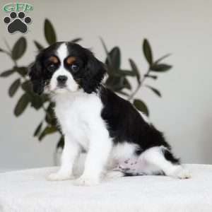 George, Cavalier King Charles Spaniel Puppy