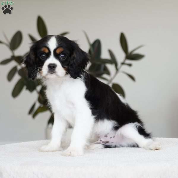 George, Cavalier King Charles Spaniel Puppy