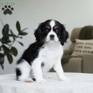 George, Cavalier King Charles Spaniel Puppy