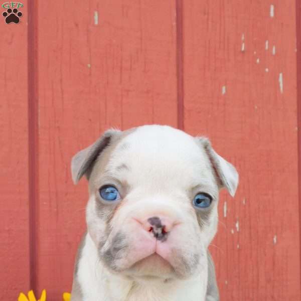 Bubbles, Frenchton Puppy