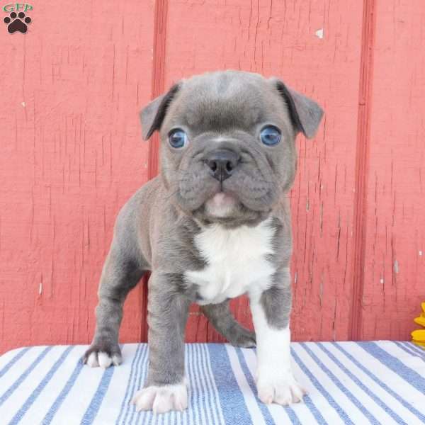 Blossom, Frenchton Puppy