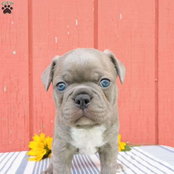 Bandit, Frenchton Puppy