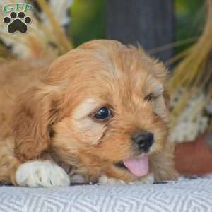 Arline – F1, Cavapoo Puppy