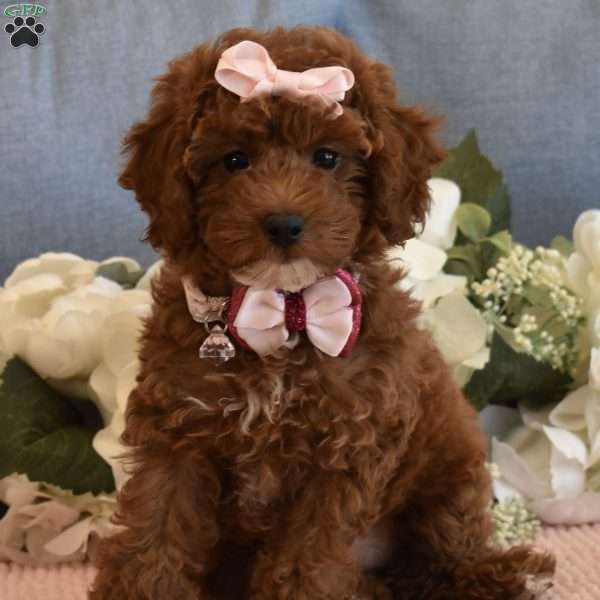 Cali Girl, Toy Poodle Puppy
