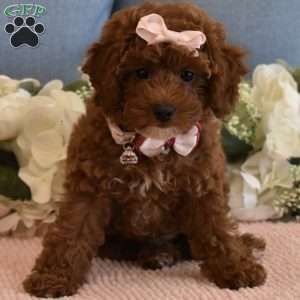 Cali Girl, Toy Poodle Puppy