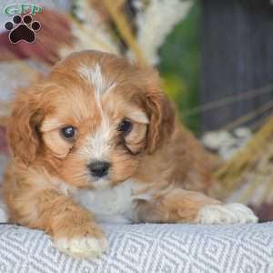 Leah – F1, Cavapoo Puppy