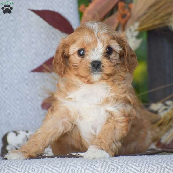 Leah – F1, Cavapoo Puppy