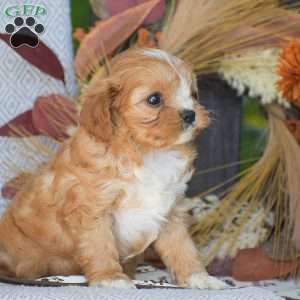 Leah – F1, Cavapoo Puppy