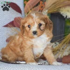 Leah – F1, Cavapoo Puppy