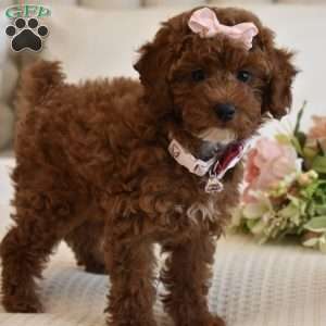 Cali Girl, Toy Poodle Puppy