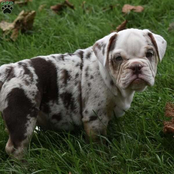 Turbo, Beabull Puppy