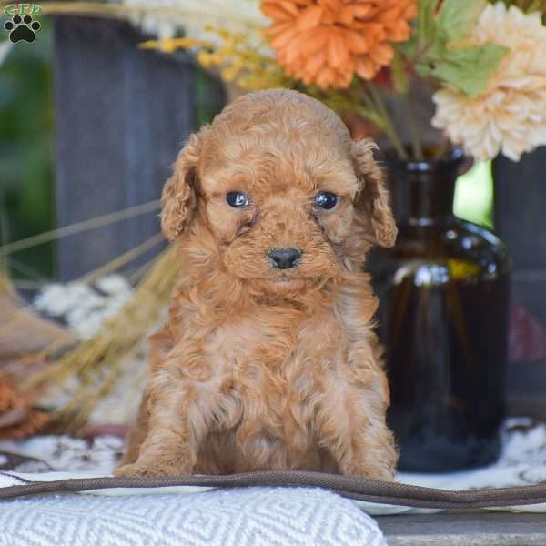 John – F1B, Cavapoo Puppy