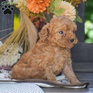 John – F1B, Cavapoo Puppy