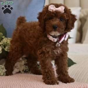 Cali Girl, Toy Poodle Puppy