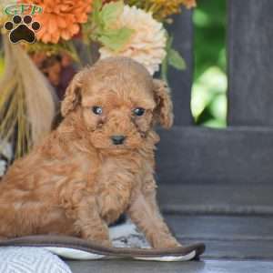 John – F1B, Cavapoo Puppy