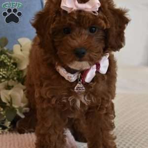Cali Girl, Toy Poodle Puppy