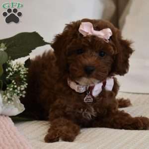 Cali Girl, Toy Poodle Puppy