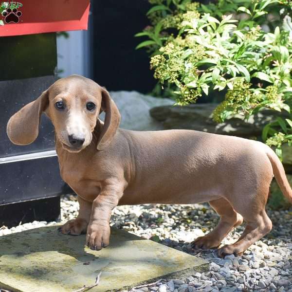 Maisy-Mini, Dachshund Puppy