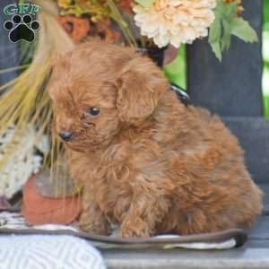 Noah – F1B, Cavapoo Puppy