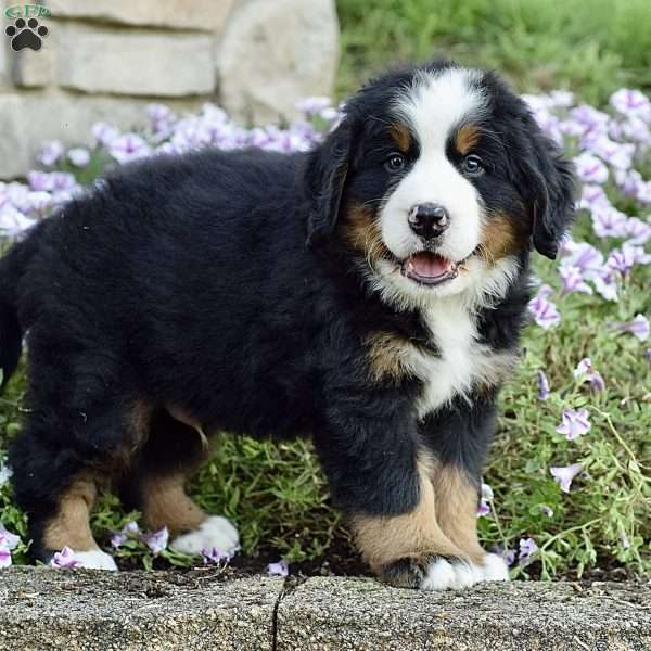 Mr. Benji, Bernese Mountain Dog Puppy