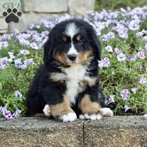 Ms. Beverly, Bernese Mountain Dog Puppy