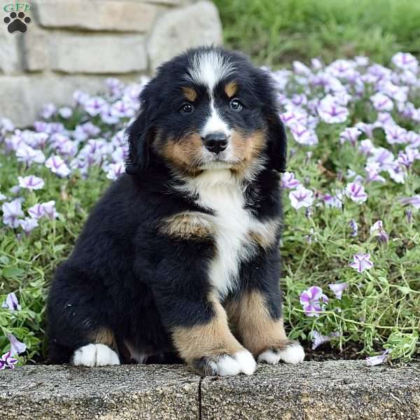 Ms. Beverly, Bernese Mountain Dog Puppy
