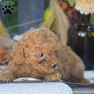 Rita – F1B, Cavapoo Puppy