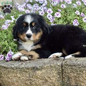 Ms. Beverly, Bernese Mountain Dog Puppy