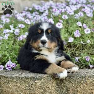 Ms. Beverly, Bernese Mountain Dog Puppy