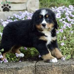 Ms. Beverly, Bernese Mountain Dog Puppy
