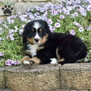 Ms. Beverly, Bernese Mountain Dog Puppy
