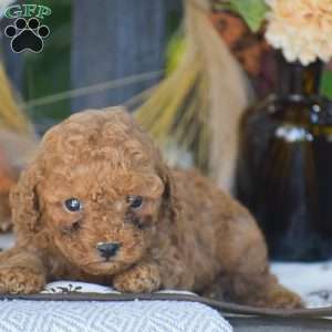 Rita – F1B, Cavapoo Puppy