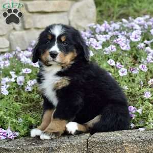 Ms. Beverly, Bernese Mountain Dog Puppy