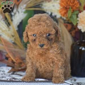 Rita – F1B, Cavapoo Puppy