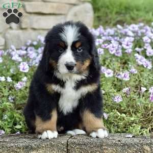 Mr. Billy, Bernese Mountain Dog Puppy