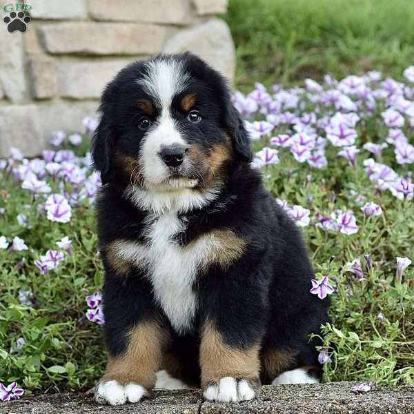 Mr. Billy, Bernese Mountain Dog Puppy